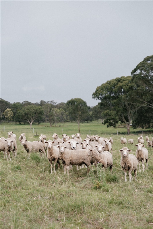 Friendly sheep at Bunnyconnellen Winter Accommodation
