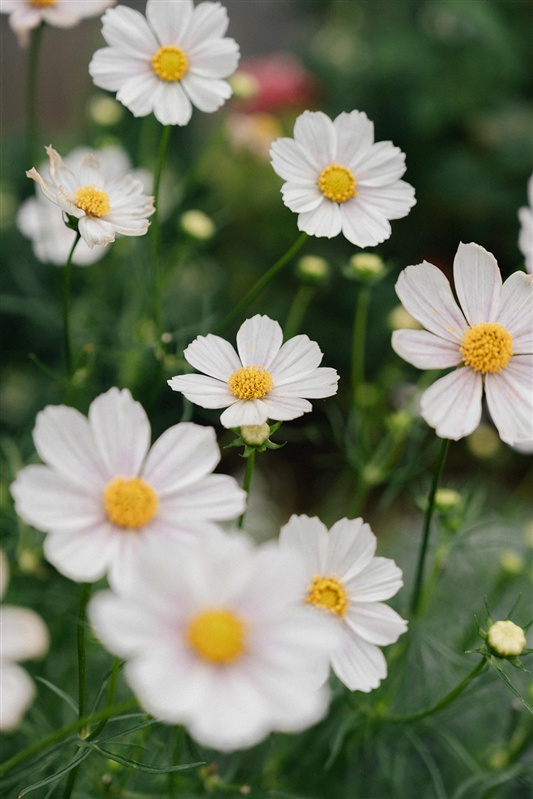flowers in the garden at Bunnyconnellen. Bunnyconnellen Winter Accommodation