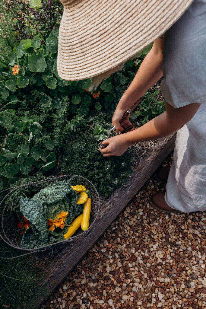 picking fresh produce from the chefs garden at Bunnyconnellen. Bunnyconnellen Winter Accommodation