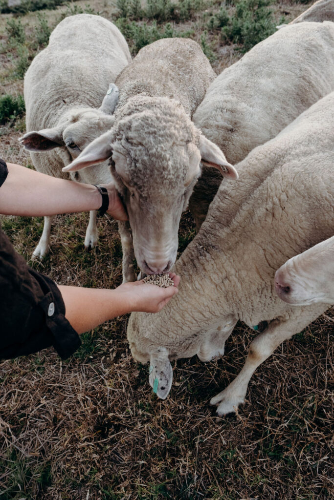 handfeeding the friendly sheep at Bunnyconnellen. Bunnyconnellen Winter Accommodation